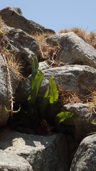Niphidium crassifolium