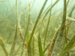 Cymodocea nodosa