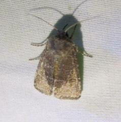 Protorthodes texana