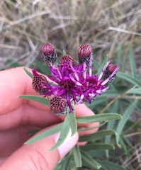 Vernonia lindheimeri