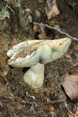 Gyroporus cyanescens