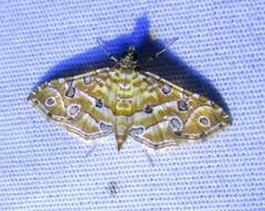 Ommatospila narcaeusalis