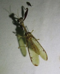 Dicromantispa interrupta