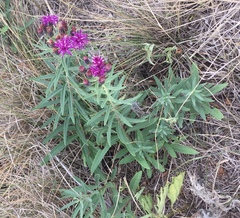 Vernonia lindheimeri