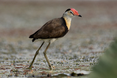 Irediparra gallinacea