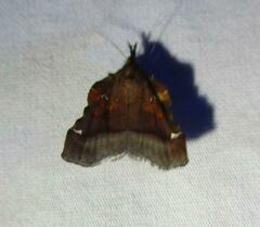 Clydonopteron sacculana