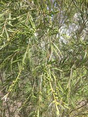 Melaleuca paludicola