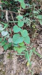 Pericampylus glaucus