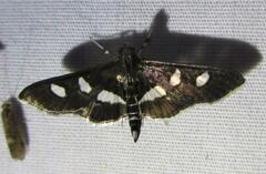 Desmia subdivisalis