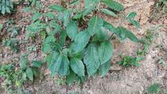 Maclura tinctoria