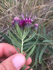 Vernonia lindheimeri