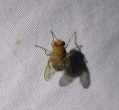 Ormia