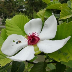 Dillenia philippinensis