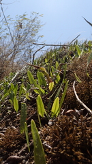 Microgramma squamulosa