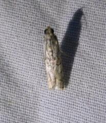 Zamagiria australella