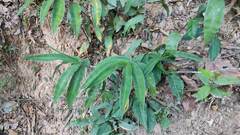 Oplismenus compositus