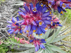 Puya venusta