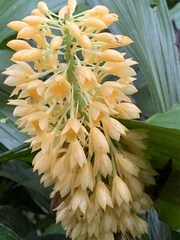 Calanthe