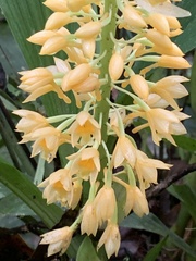 Calanthe