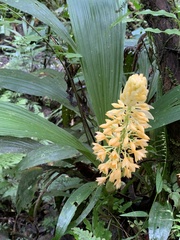 Calanthe