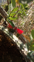 Corryocactus erectus