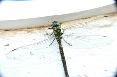 Rhionaeschna psilus