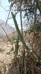 Corryocactus erectus