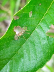 Thaumasia
