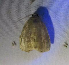 Bagisara rectifascia