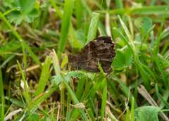 Panyapedaliodes drymaea