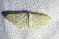 Scopula benitaria