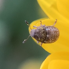 Trigonorhinus limbatus