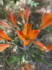 Alstroemeria ligtu simsii