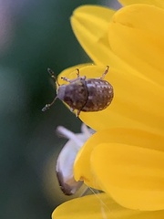 Trigonorhinus limbatus