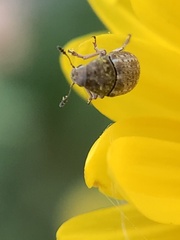 Trigonorhinus limbatus
