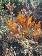 Alstroemeria ligtu simsii