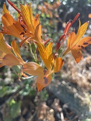 Alstroemeria ligtu simsii