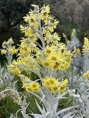 Senecio niveoaureus