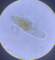 Urostylida