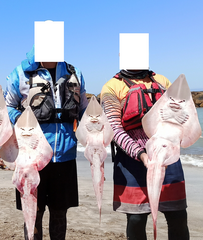 Pseudobatos horkelii