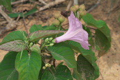 Ipomoea carnea