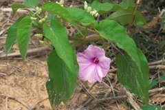 Ipomoea carnea