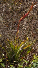 Tillandsia fendleri