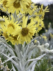 Senecio niveoaureus