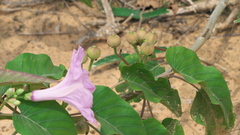 Ipomoea carnea