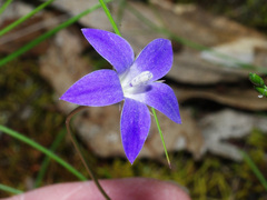 Wahlenbergia luteola