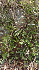 Microgramma squamulosa