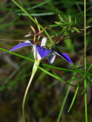 Wahlenbergia luteola