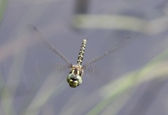 Gomphaeschna furcillata