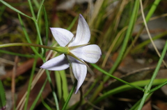 Wahlenbergia luteola